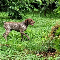 Chasse perdrix Espagne,