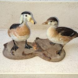 Canard empaill&eacute; africain.