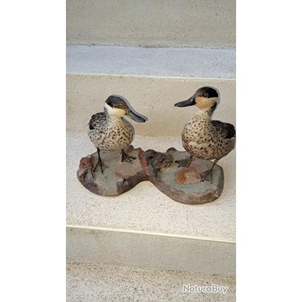 Canard empaill� double sur support.