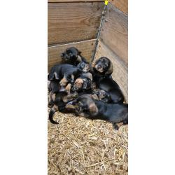 teckel standard poil dur