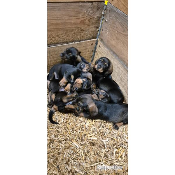 teckel standard poil dur