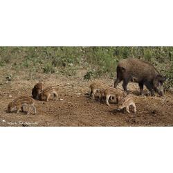 action de chasse gros gibier