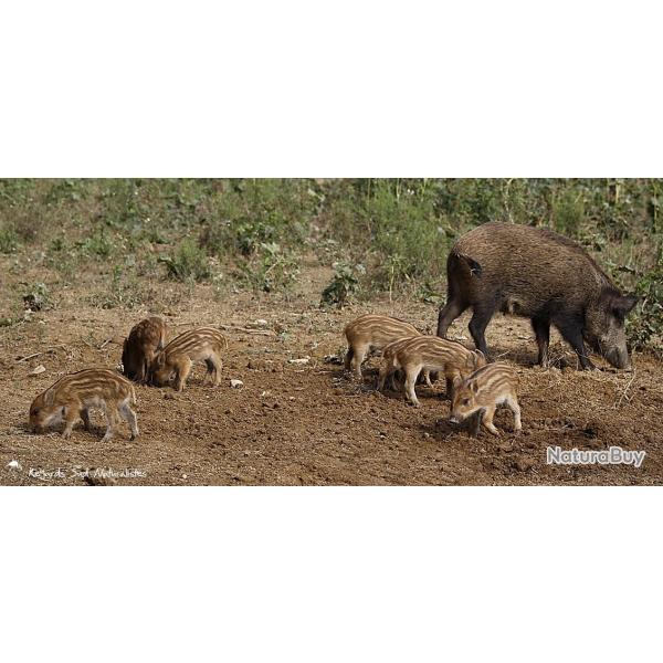 action de chasse gros gibier