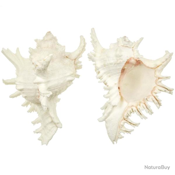 Coquillage murex ramosus 18 � 21 cm