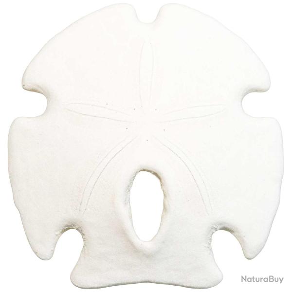 Test d'oursin encope californicus - 7 � 9 cm - A l'unit�