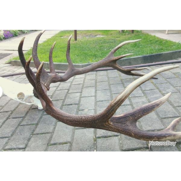 Superbes mues de cerf �laphe - 14 cors - mont�es sur cr�ne aluminium