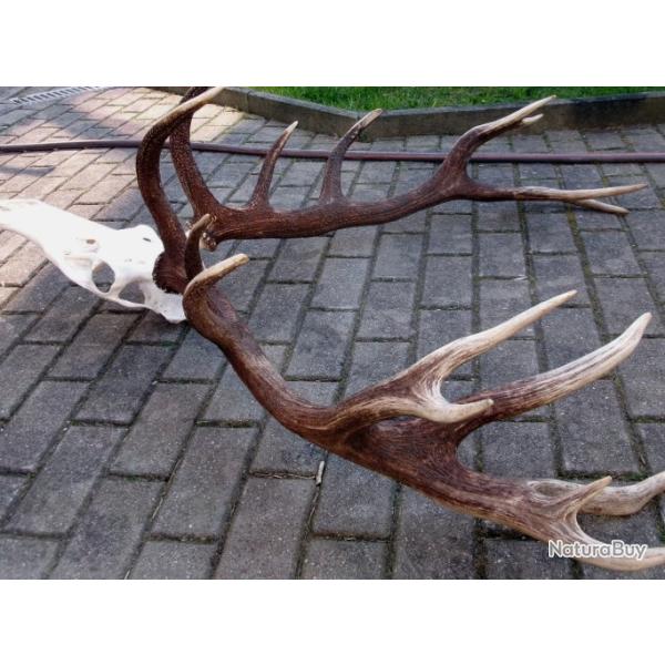 Superbes mues de cerf �laphe - 18 cors - mont�es sur cr�ne aluminium