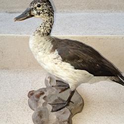 Taxidermie canard a bosse Sarkidiornis melanotos