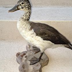 Taxidermie canard a bosse Sarkidiornis melanotos