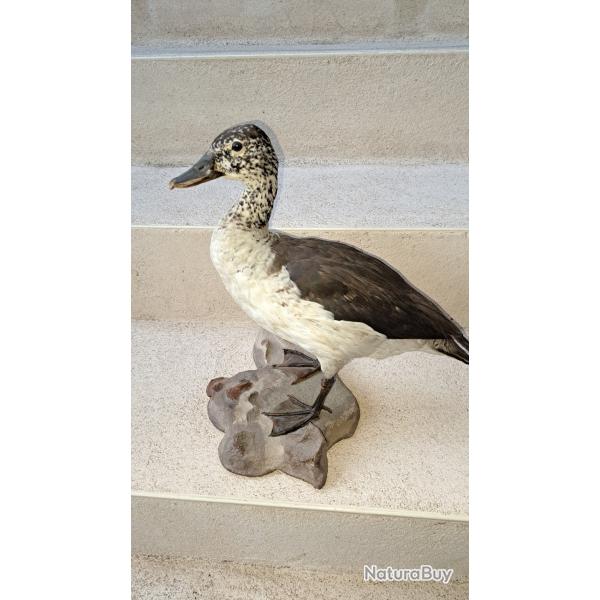 Taxidermie canard a bosse Sarkidiornis melanotos