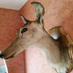 T&ecirc;te de Biche adulte