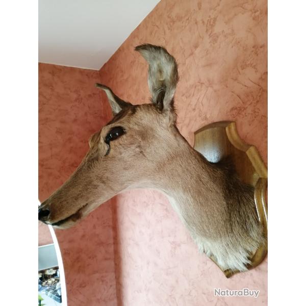T�te de Biche adulte