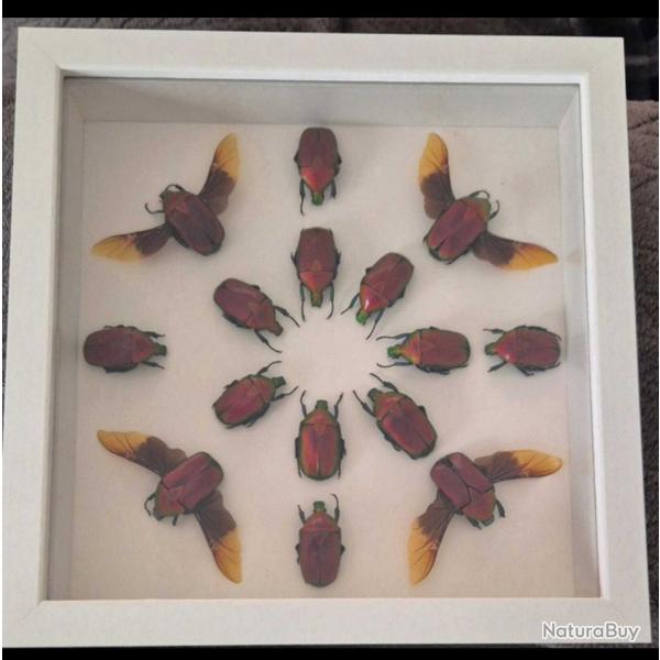 Cadre insects col�opt�res � fleurs rouges
