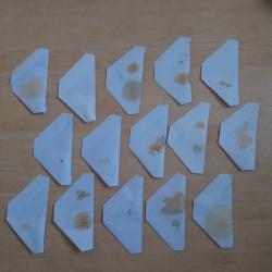 Lot de 15 papillons de l'atlas