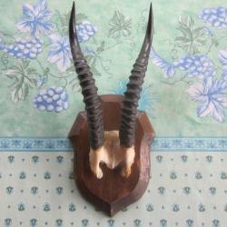 MASSACRE BICHE AFRICAINE?