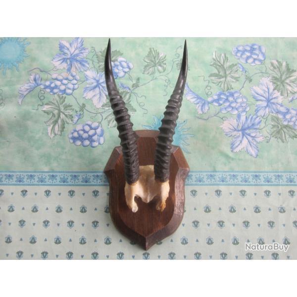 MASSACRE BICHE AFRICAINE?