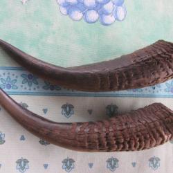 2 CORNES BICHE AFRICAINE?