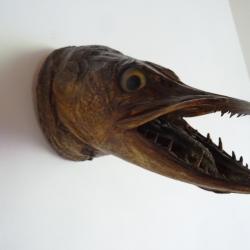Ancienne taxidermie troph&eacute;e t&ecirc;te de brochet , carnassier