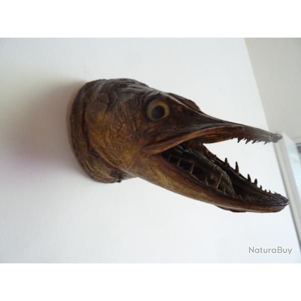 Ancienne taxidermie troph�e t�te de brochet , carnassier