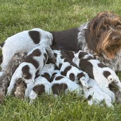 RARE chiens Barbus Tch&egrave;ques