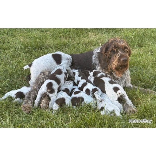 RARE chiens Barbus Tch�ques