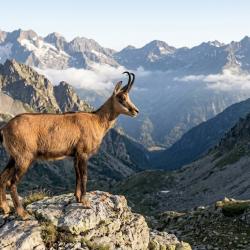 Chasse de l'isard dans les Pyr&eacute;n&eacute;es