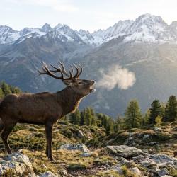 Chasse du cerf dans les Pyr&eacute;n&eacute;es