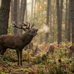 Cerf au brame dans les landes