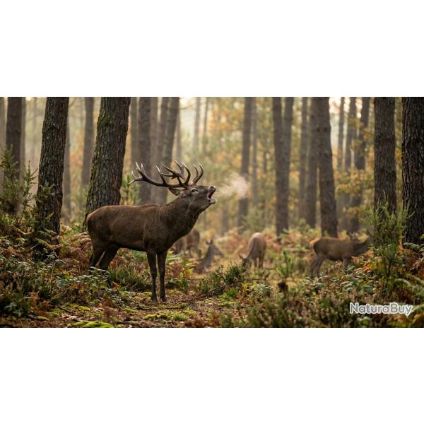 Cerf au brame dans les landes