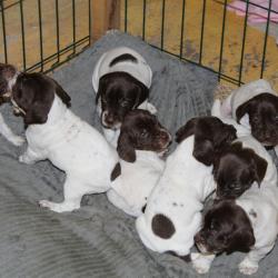 Cession chiots Braques Fan&ccedil;ais, type Pyr&eacute;n&eacute;es