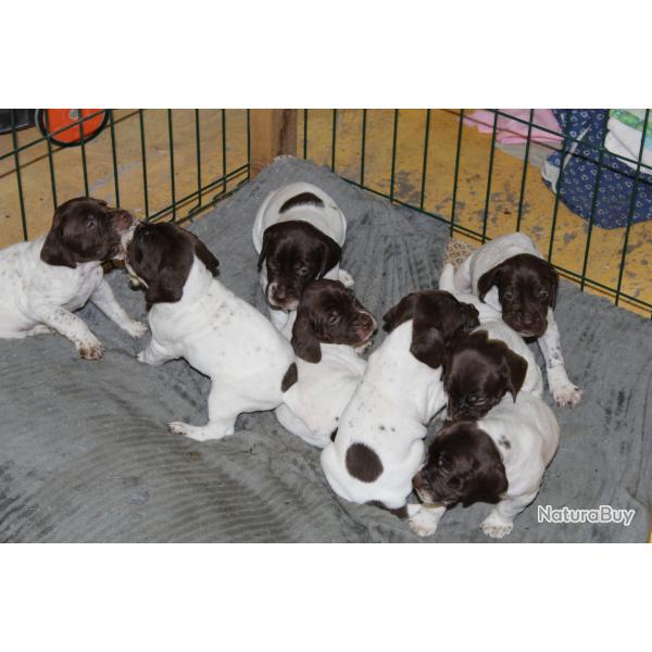 Cession chiots Braques Fan�ais, type Pyr�n�es