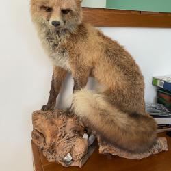 Taxidermie professionelle renard roux