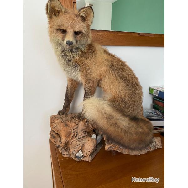 Taxidermie professionelle renard roux
