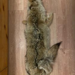 Fourrure de coyote canadien