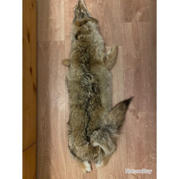 Fourrure de coyote canadien