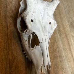 Cr&acirc;ne de cerf