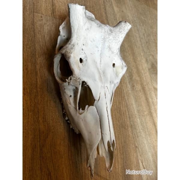 Cr�ne de cerf
