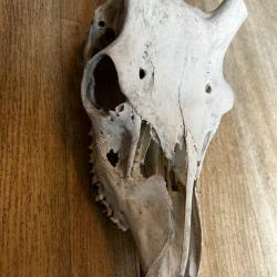 Cr&acirc;ne de cerf 2