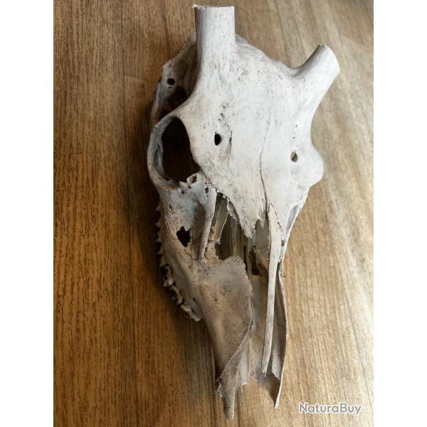 Cr�ne de cerf 2