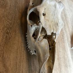 Cr&acirc;ne de cerf 3