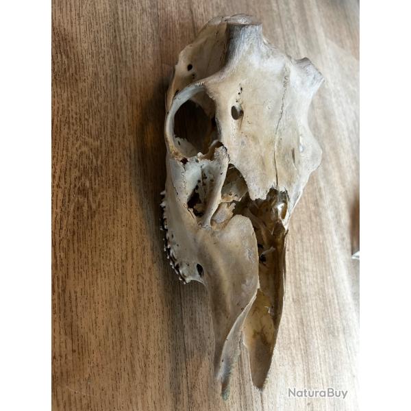 Cr�ne de cerf 3