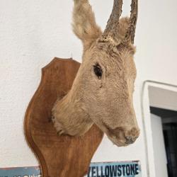 Troph&eacute;e de chasse chevreuil