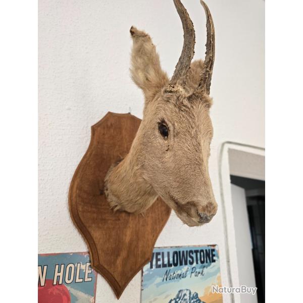 Troph�e de chasse chevreuil