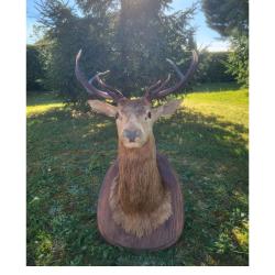grand troph&eacute;e Cerf &eacute;laphe naturalis&eacute; 10 cors irr&eacute;gulier t&ecirc;te  mont&eacute;e  sur &eacute;cusson bois