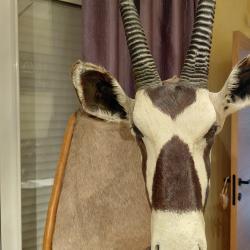 Oryx empaill&eacute;