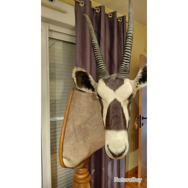 Oryx empaill�