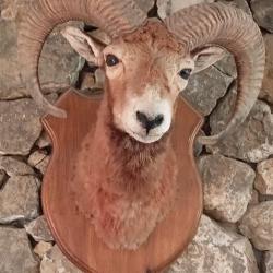 TETE DE BOUQUETIN
