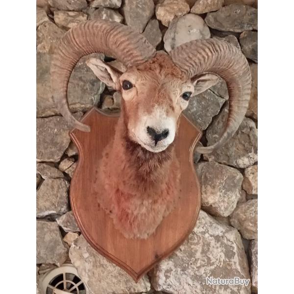 TETE DE BOUQUETIN