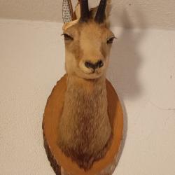 T&ecirc;te de cerf