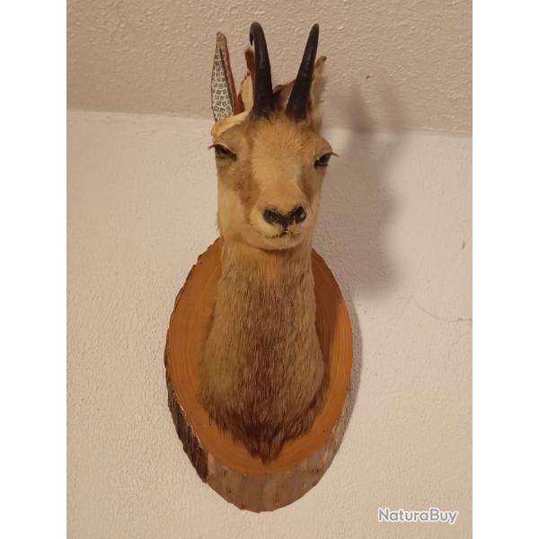 T�te de cerf